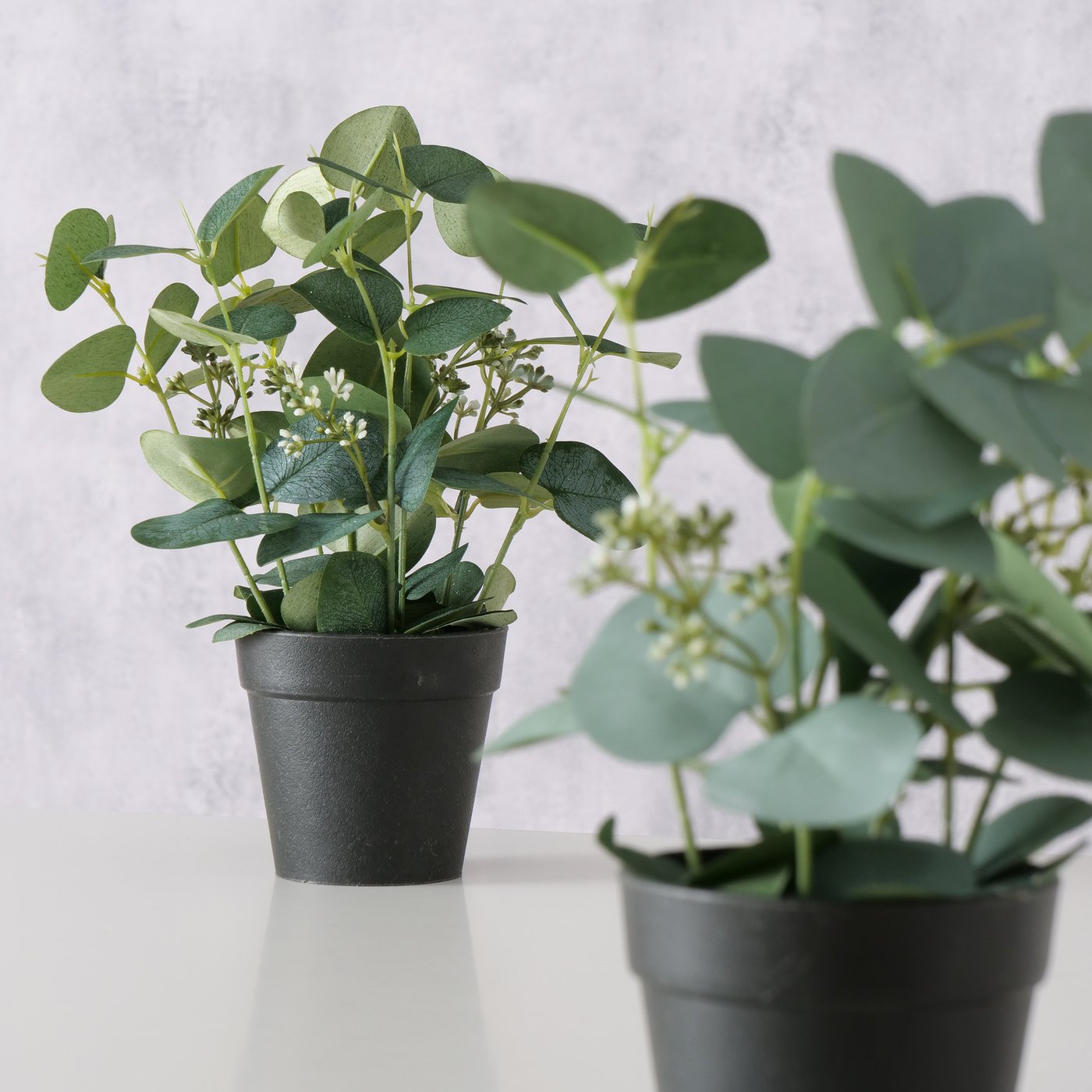 Topfpflanze Eukalyptus