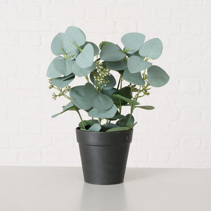 Topfpflanze Eukalyptus