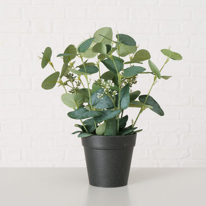 Topfpflanze Eukalyptus