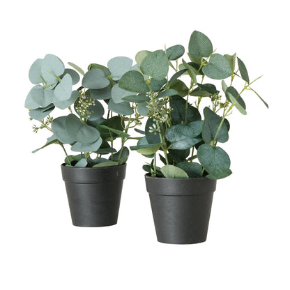 Topfpflanze Eukalyptus